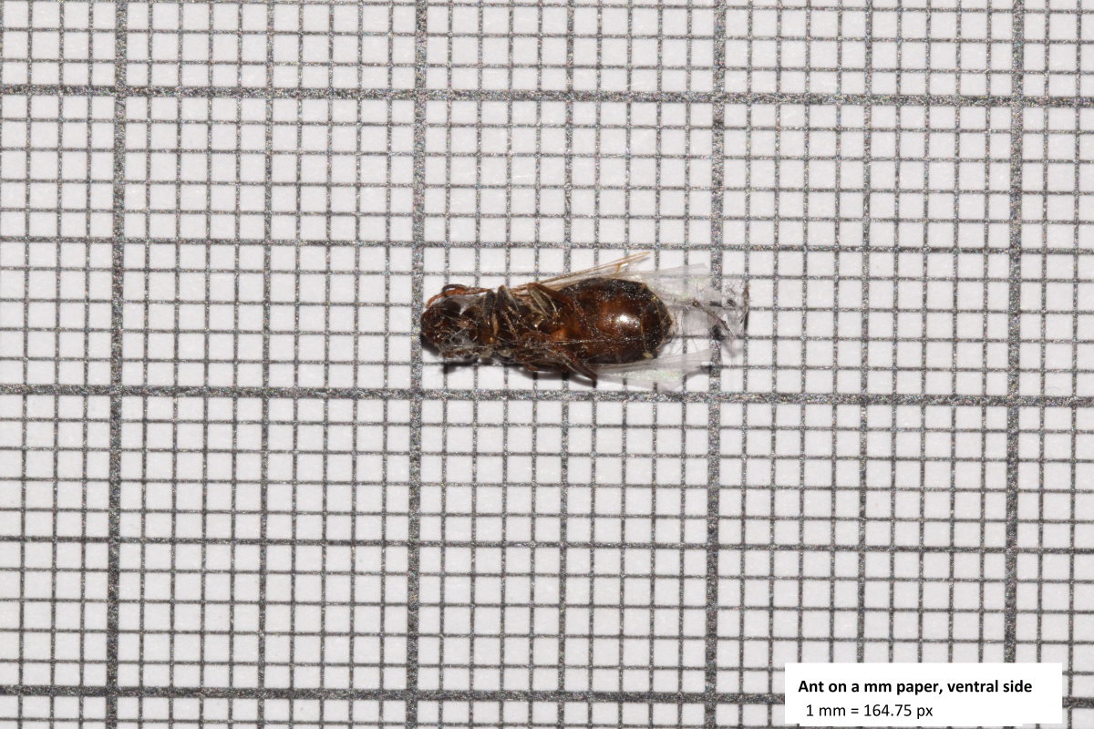 Kuolleen muurahaisen keho järjestelmäkameralla kuvattuna millimetripaperin päällä. Kuva: Sami Vuori.