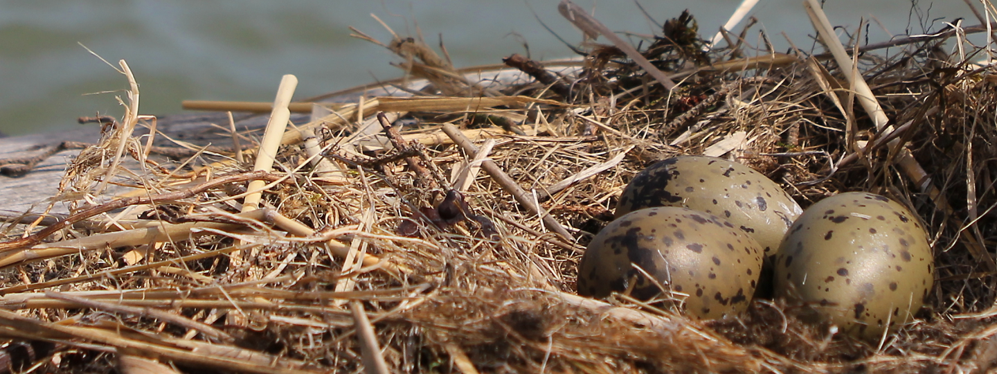 A common gull's nest with three eggs, set against an archipelago view.