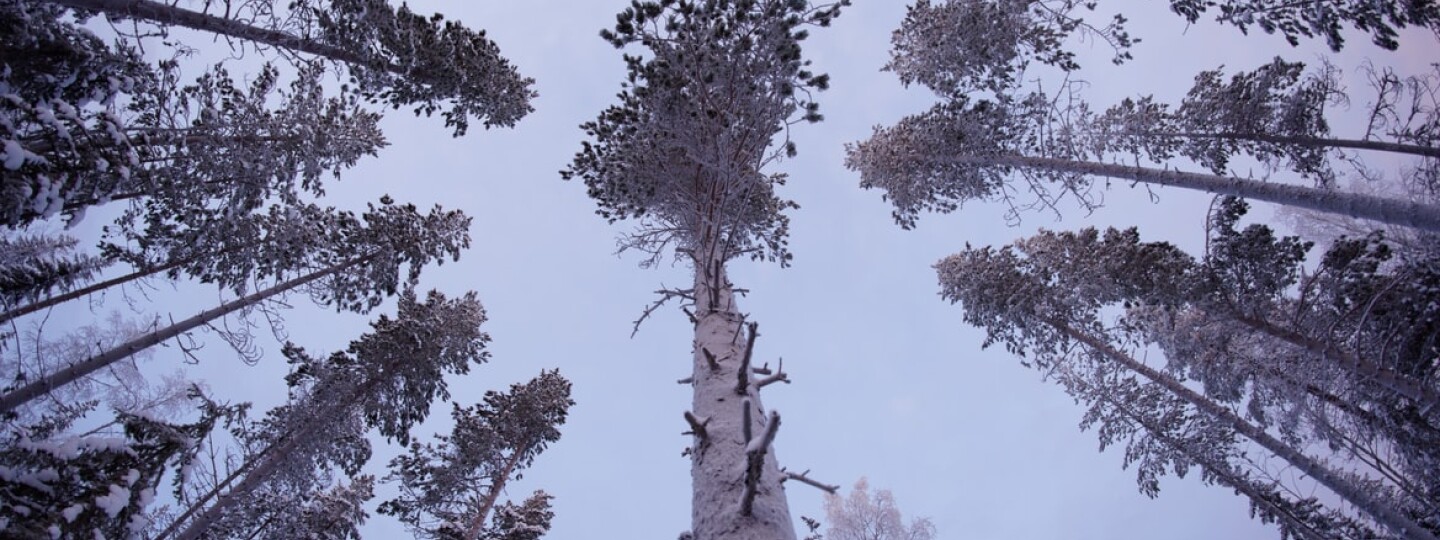 Puita metsässä kuvattuna alhaalta niin, että näkyy vain puiden rungot, latvat ja taivas.