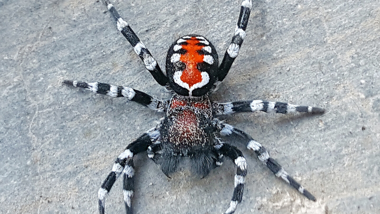 Loureedia phoenixi -hämähäkki