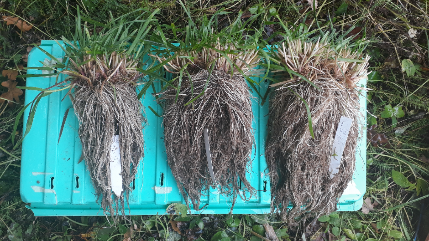 Torjunta-aineettomassa maaperässä kasvaneiden koekasvien juuret / Roots from study plants from herbicide-free soil