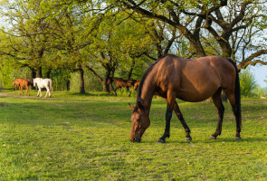 Laiduntavat hevoset / grazing horses