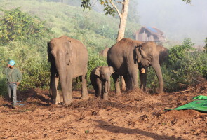  A mother elephant and her baby following her mahout to go for daily care