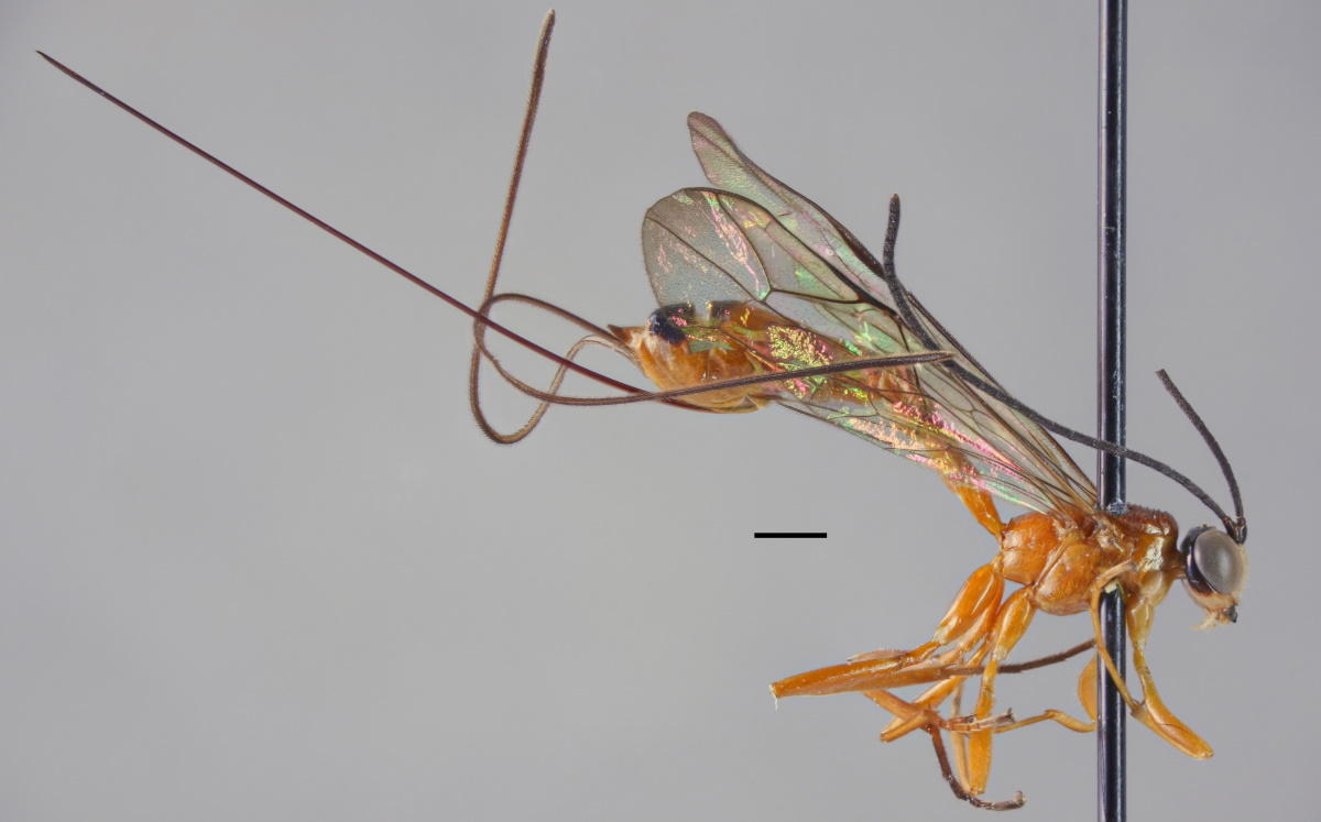 Epirhyssa johanna, joka kuvattiin tieteelle uutena lajina. Kuva julkaisusta Hopkins et al. 2019