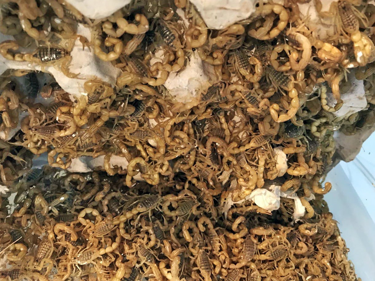 Mesobuthus eupeus-skorpioneja laittoman skorpionifarmin altaissa Iranissa