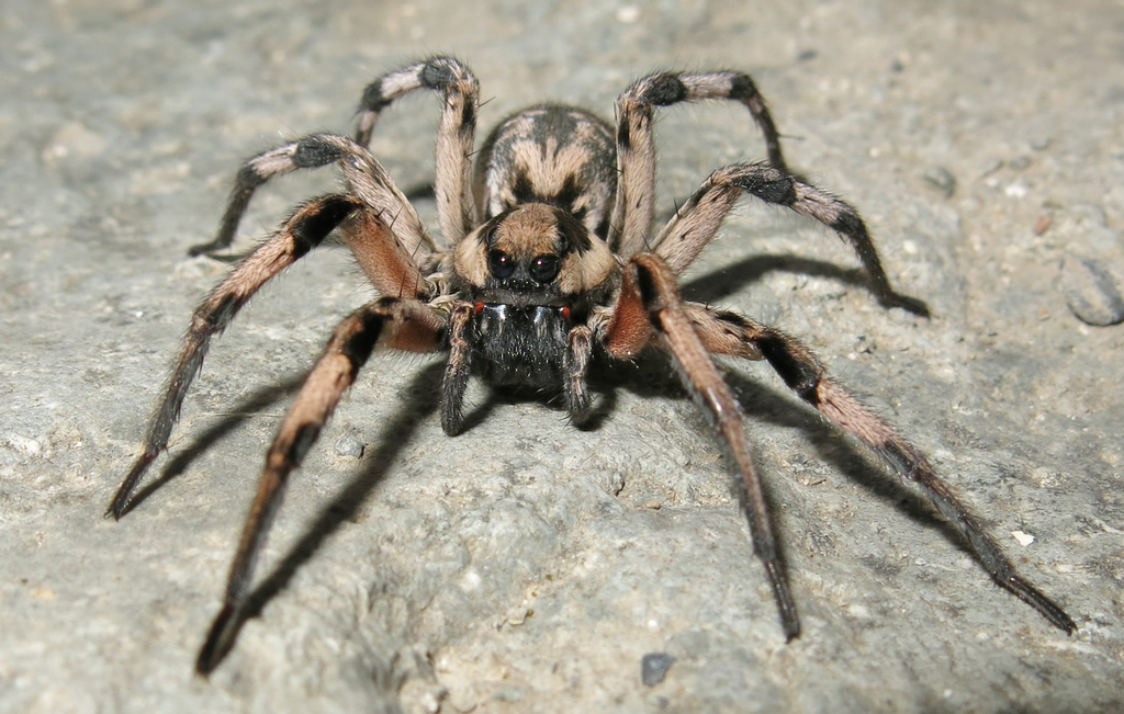 Lycosa aragogi: juoksuhämähäkki 