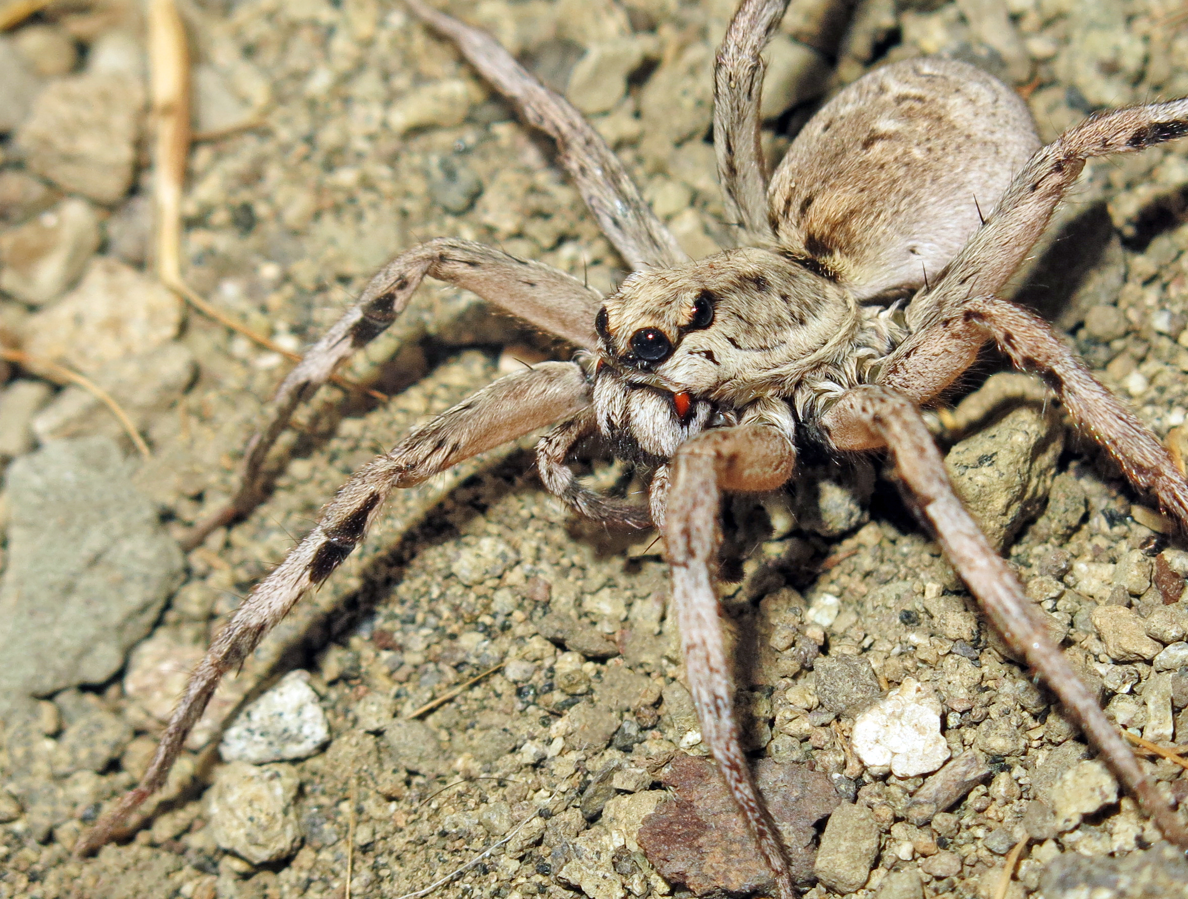 Lycosa macrophthalma: keski-Iranista löytynyt kaunis juoksuhämähäkki
