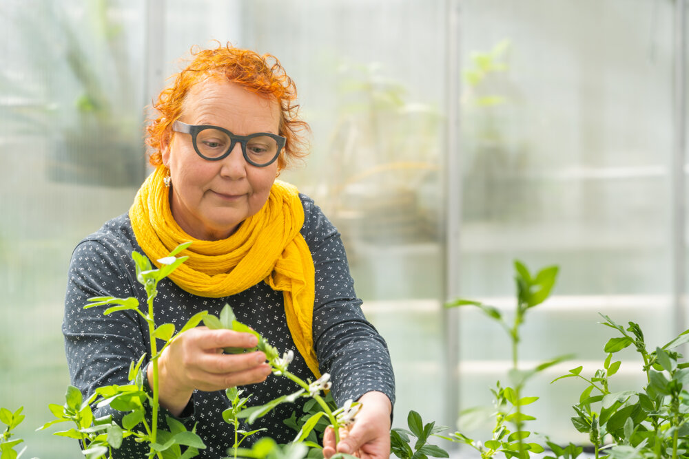 Marjo Helander katselee ja käsittelee kasveja tutkimuskasvihuoneessa.