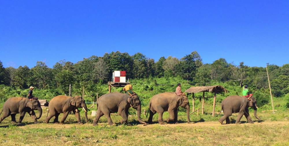 Neljä norsua kävelee peräkkäin, osalla on hoitaja selässään.