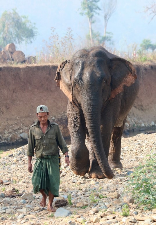 At its best, the relationship between an elephant and mahout is a lifetime companionship. Frequent changes and disruptions in relationships with humans can promote misunderstanding during working tasks.