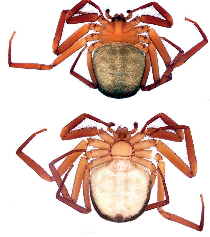Plator soastus-hämähäkkilaji löytyi Pakistanissa sijaitsevasta Swatlaaksosta. Suvun hämähäkit ovat hyvin litteitä, sillä ne elävät kaarnan alla. Kuva: Alireza Zamani, Turun yliopisto