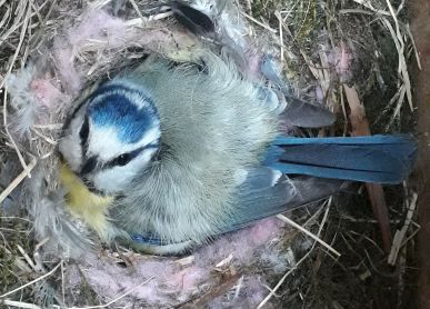 Blue tit