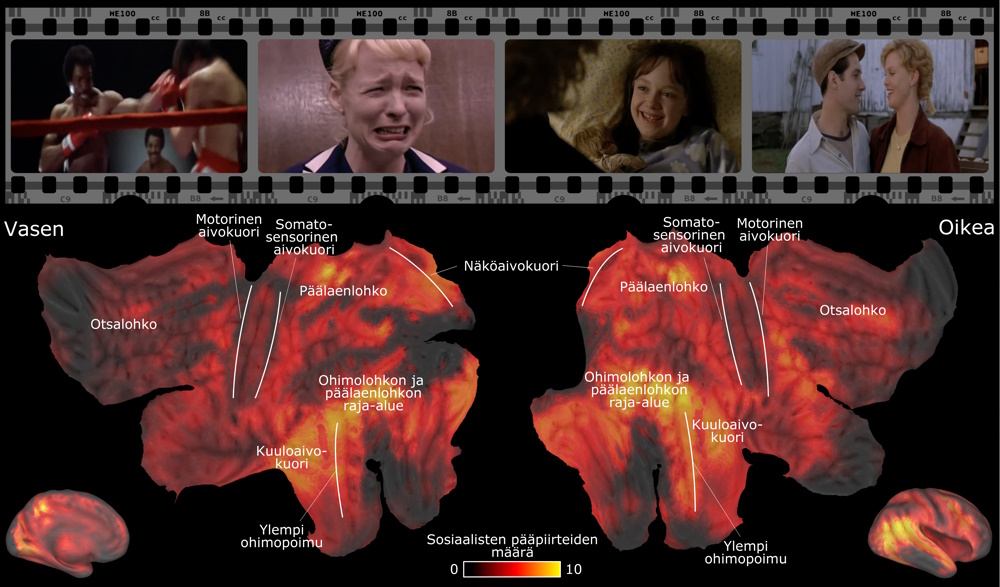 Kaksiosainen kuva, jossa ylhäällä pysäytyskuvia eri elokuvista ja alapuolella kuvia aivoista, joissa on punaista, keltaista ja tummaa väriä sen mukaan, mitkä osat käsittelevät sosiaalisia tilanteita.