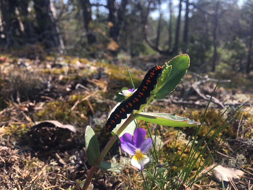 Apolloperhosen toukat voivat kasvaa noin 6 cm metrin pituisiksi ennen koteloitumistaan. Toukkia esiintyy yleensä toukokuusta kesäkuun alkuun. Suomessa niiden ainoa ravintokasvi on isomaksaruoho.