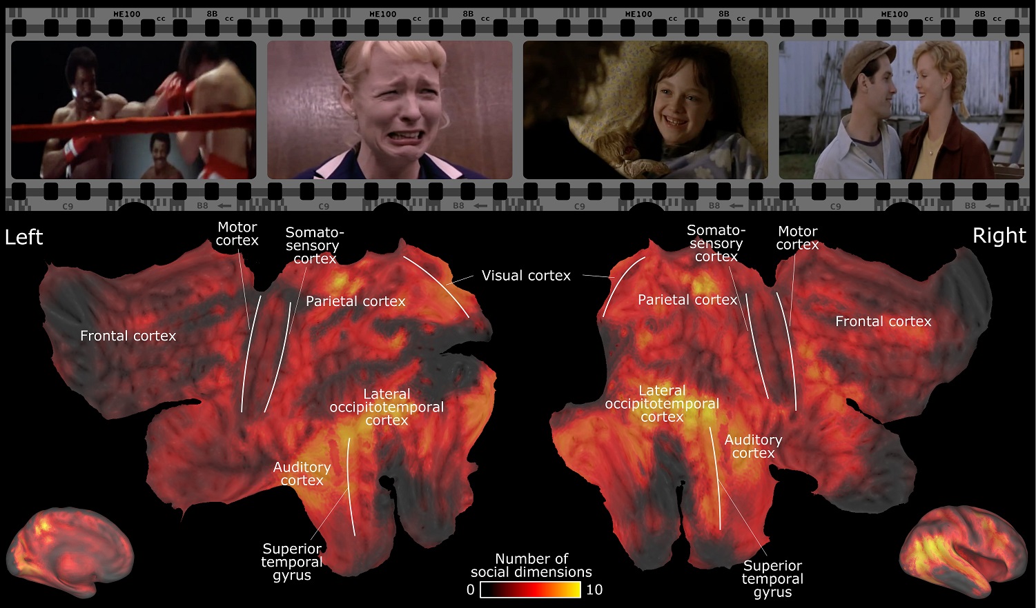 Two-part image where the top contains still photos from movies and the bottom part images of the brain coloured with red, yellow and a darker colour according to which parts process social situations.