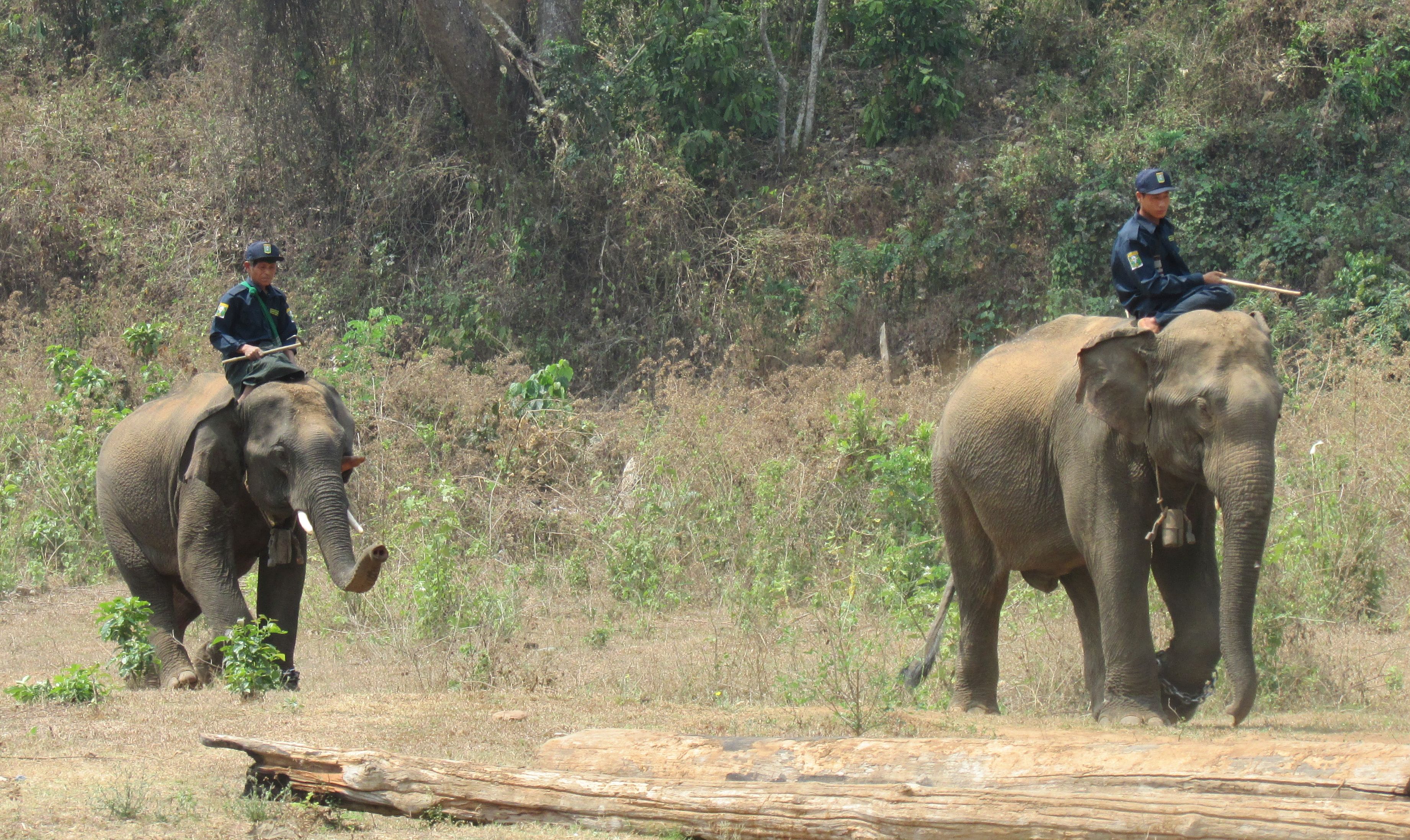 Asian elephants working in Myanmar's timber industry and their mahouts, i.e. elephant riders