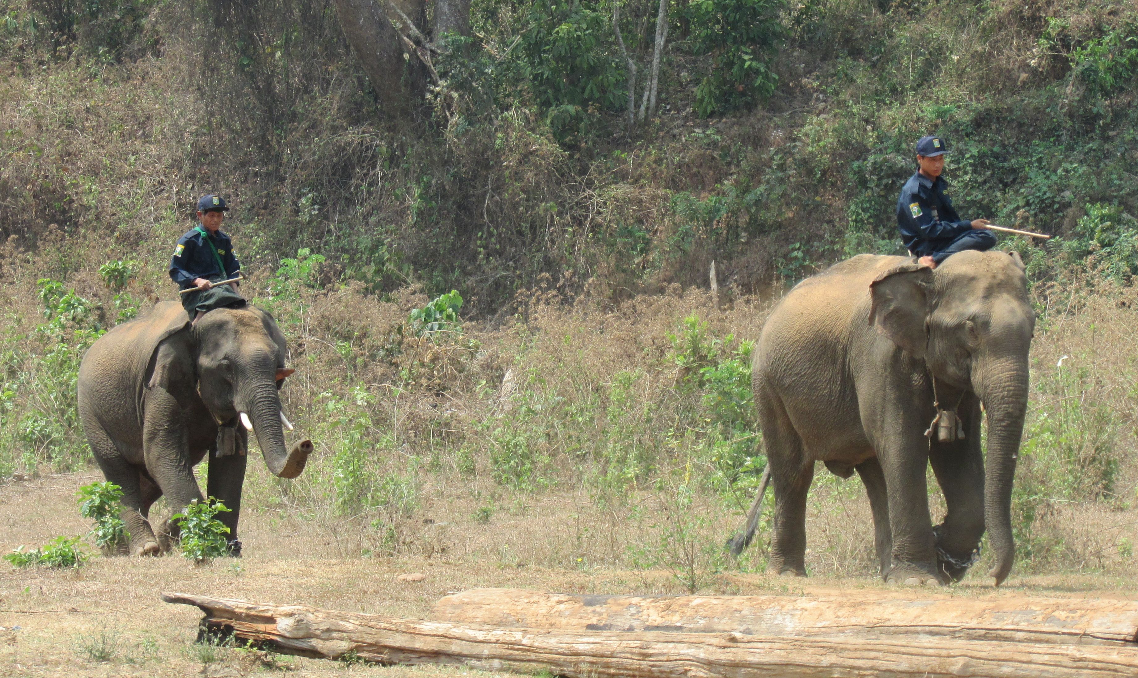 Sex Differences In Personality Traits In Asian Elephants