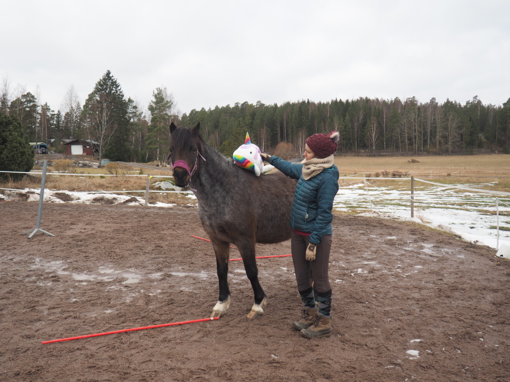 Tutkija koskettaa pehmolelulla hevosen selkää.