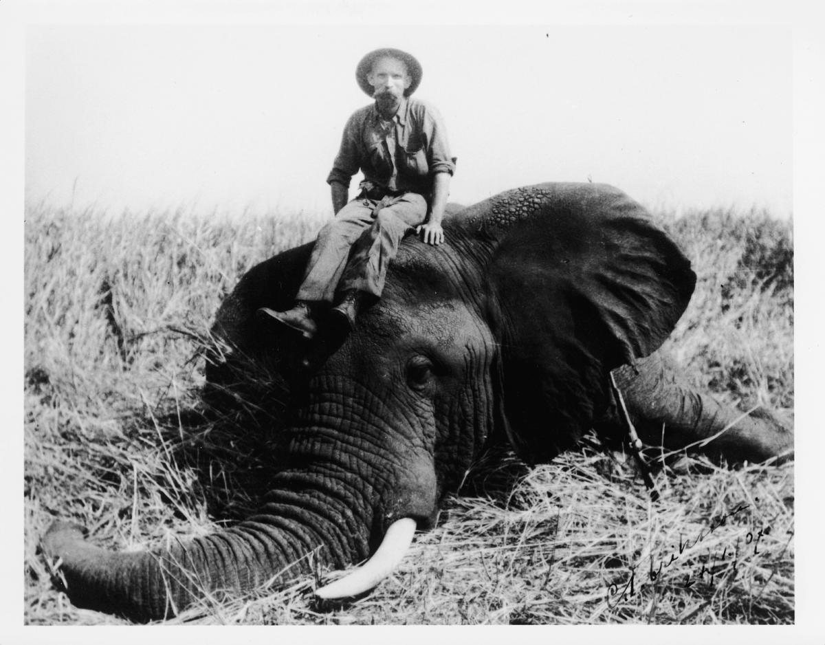 Valkoinen suurriistanmetsästäjä vuonna 1900 istumassa Kongossa ampumansa norsun päällä
