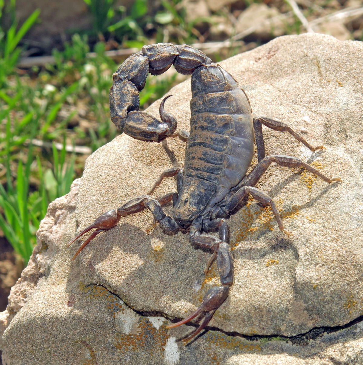 Androctonus crassicauda -lajin skorpioni kivellä