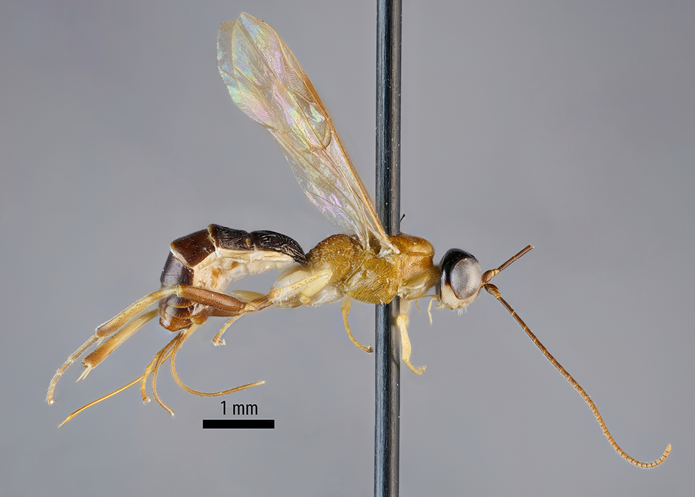 Kuvassa näkyy harmaata taustaa vasten valokuvattu tieteelle uusi hyönteinen Amazoboea selva. Sillä on kapea ja pitkä ruskeanvärinen ruumis, ohuet siivet ja erittäin pitkät tuntosarvet