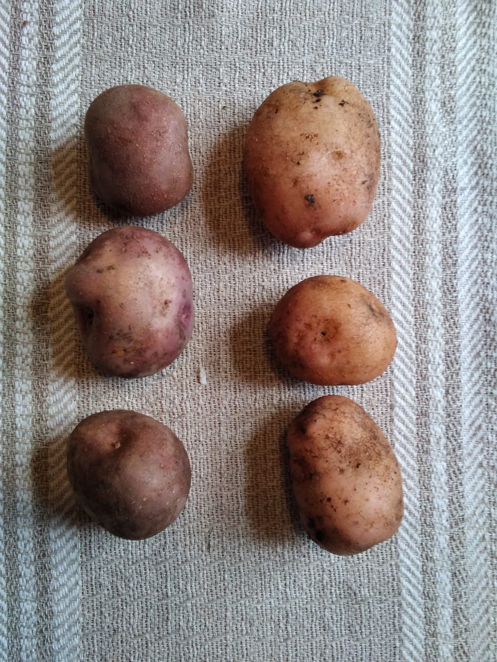 Pula-ajan palstalla viljellään perinteisiä musta peruna ja ruusunperunakantoja.