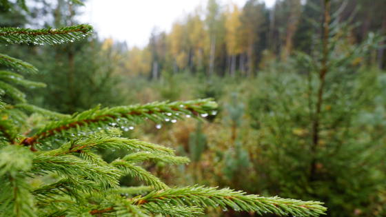 Metsämaisema jossa etualalla lähikuvassa kuusenoksia