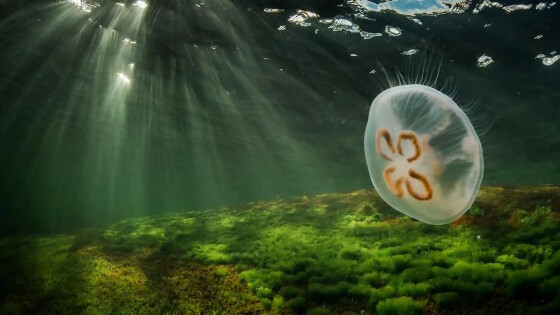 vedenpinnan alapuolelta otettu kuva jossa näkyy merikasvillisuutta merenpohjassa, tummaa vettä jossa pinnalta tulevia valonheijastuksia ja etualalla lipuva meduusa