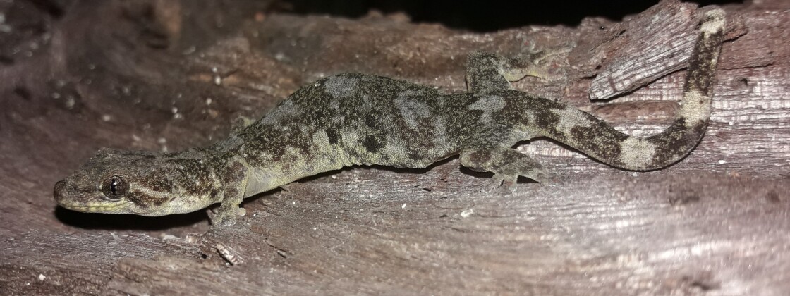 Lepidodactylus laticinctus-gekko löytyi Umboisaarelta. Laji on todennäköisesti endeeminen eli kotoperäinen Umboille. Kuva: Valter Weijola, Turun yliopiston biodiversiteettiyksikkö.