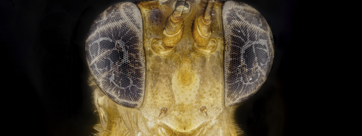 Tarkka lähikuva Creagrura allpahuaya-loispistiäislajista, joka löytyi Perun Amazoniasta. Suvun lajit ovat erikoistuneet loisimaan paksupääperhosten toukissa. 