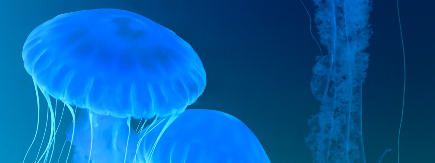 Jellyfish in the ocean