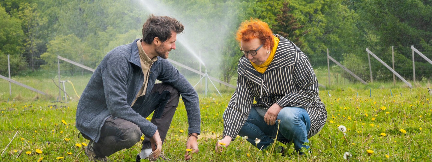 Benjamin Fuchs ja Marjo Helander katsovat kasveja kyykyssä nurmikolla, taustalla sadettaja.