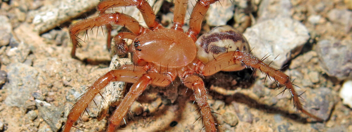 Lachesana perseus -hämähäkki löytyi Iranista. Sukuun kuuluvien hämähäkkien myrkyissä on aineosia, joita on tutkittu mahdollisina syöpälääkkeinä. 