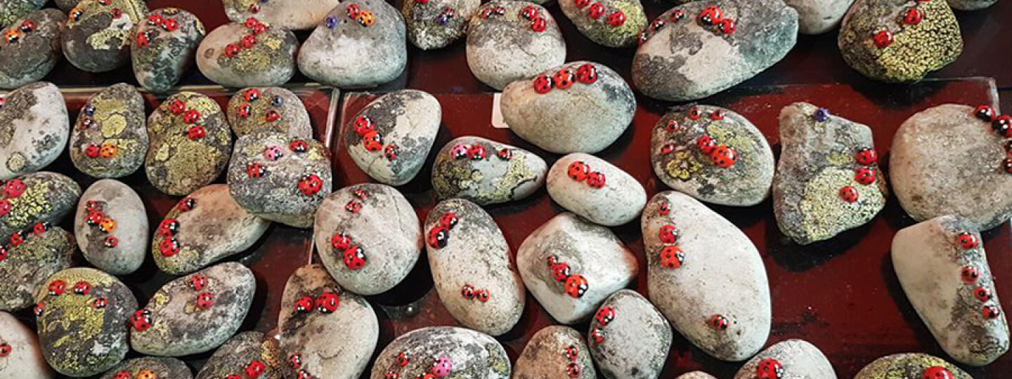 Leppäkerttuja kivien päällä