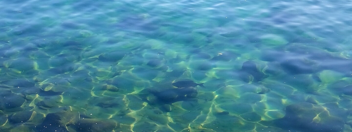 Littoistenjärvi kemiikaalikäsittelyn jälkeen.