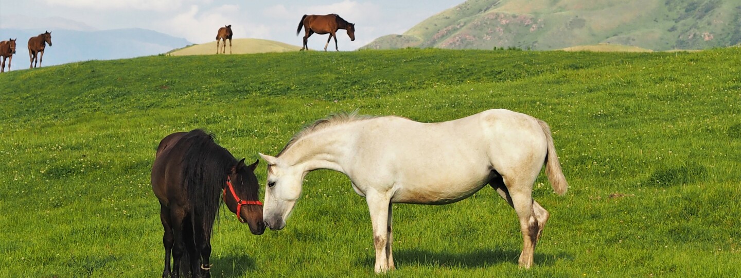 Kaksi hevosta kohtaamassa toisensa laitumella