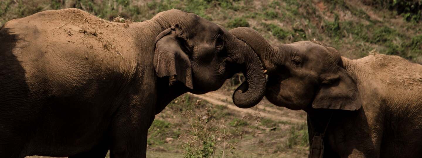Kaksi norsua kärsät toisissaan kiinni.