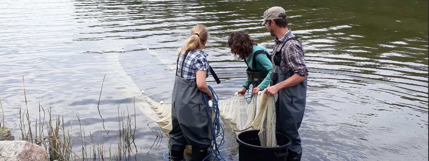 Researchers catching three spined sticklebacks in Pyhäranta