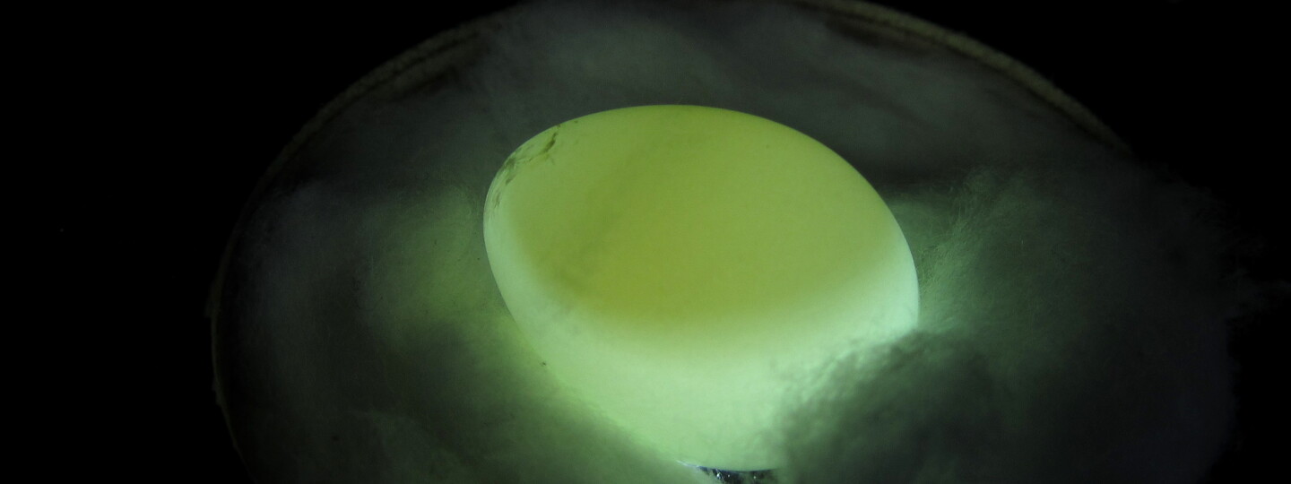 Läpivalaistussa siepon munassa näkyy tummemmalla alueella keltuainen, johon kilpirauhashormoni injektoidaan. 
