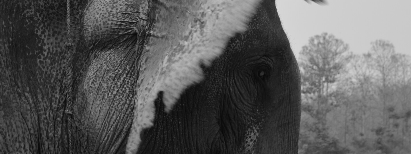 Black and white image of an elephant