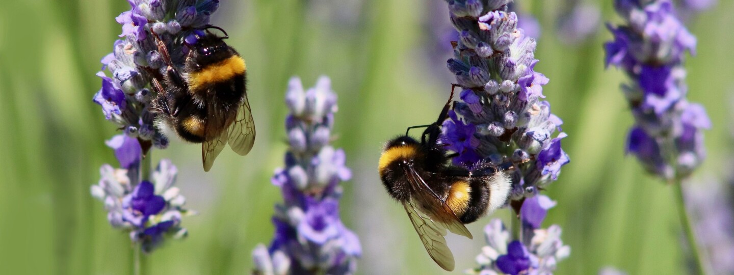 Kaksi kimalaista laventelissa / Two bumblebees in lavender