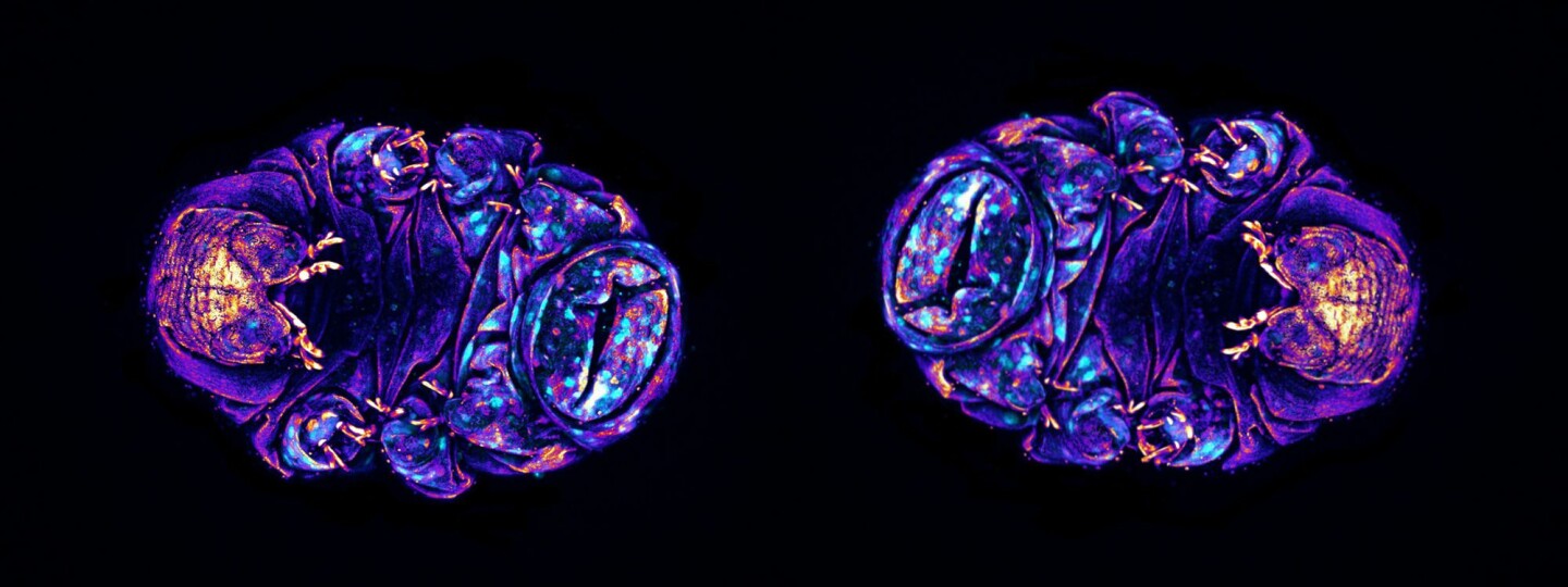 microscopy image from two Eutardigrades