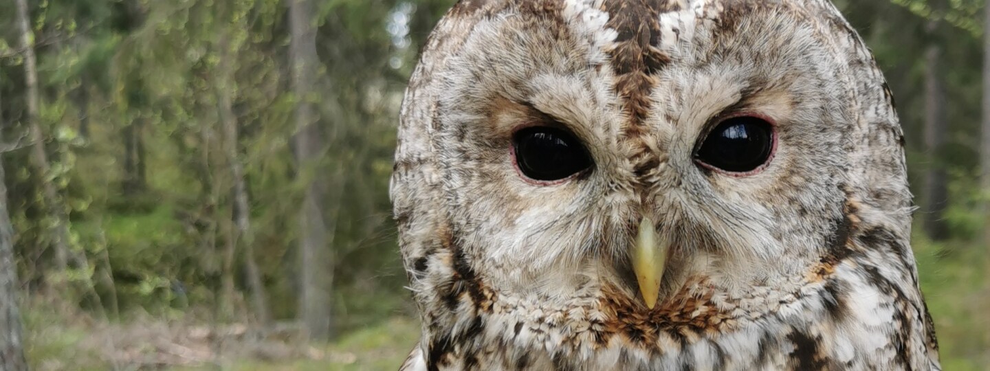 Grey tawny owl / harmaa lehtöpöllö