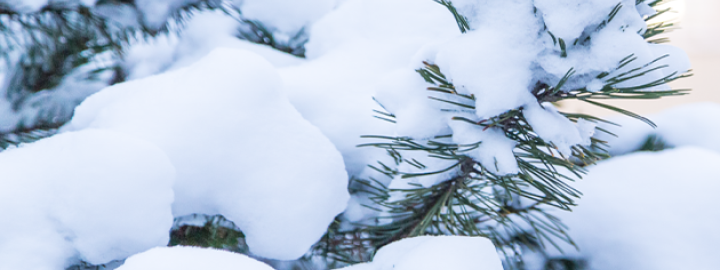 Lunta puun oksilla