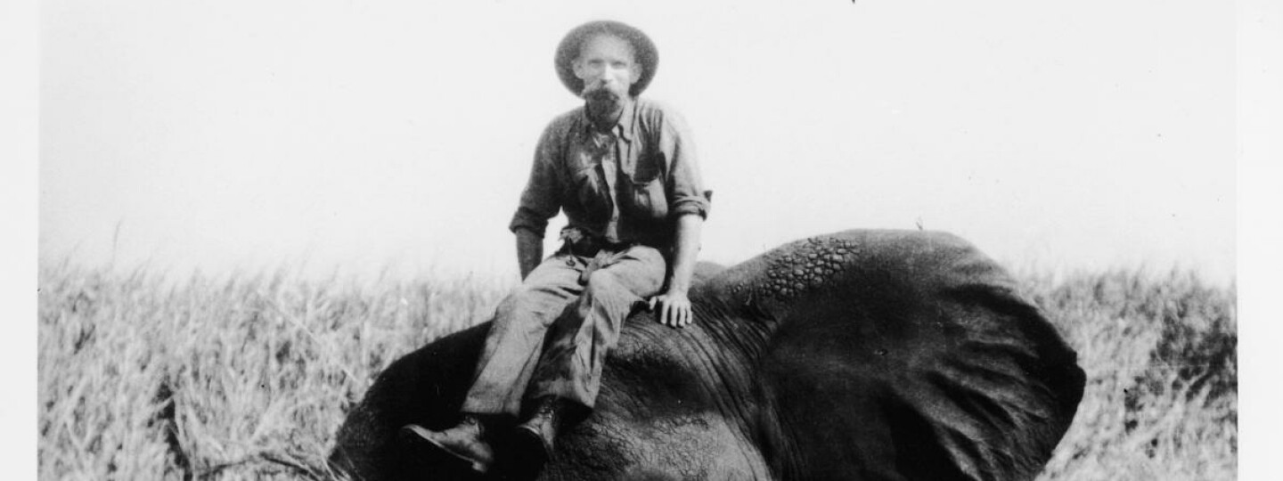 Valkoinen suurriistanmetsästäjä vuonna 1900 istumassa ampumansa norsun päällä Kongossa