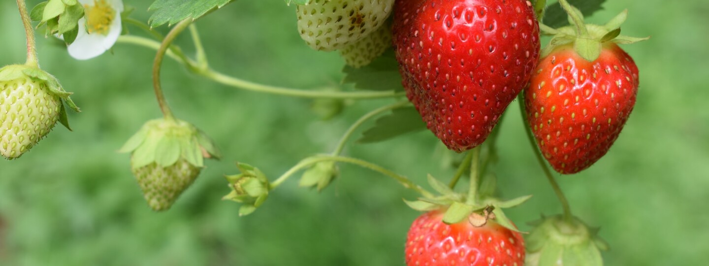 puutarhamansikka / garden strawberry