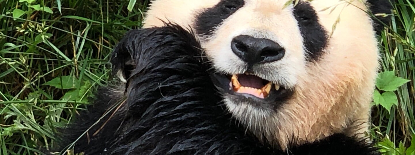 Jättilaispanda syömässä bambua