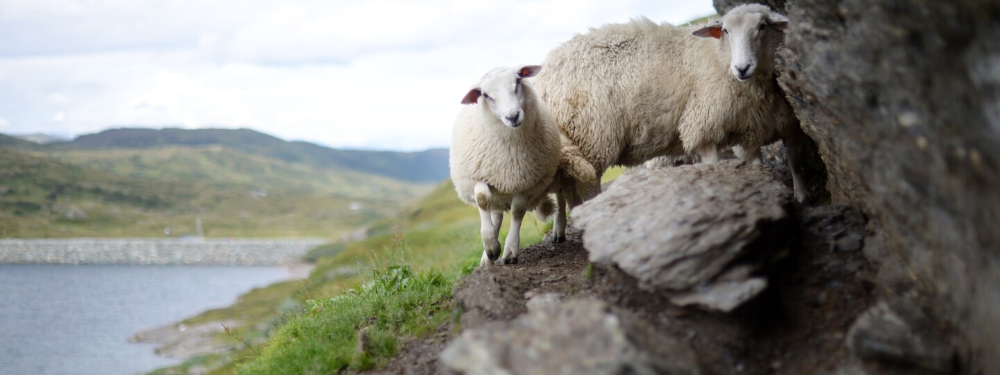 Kaksi lammasta kallion reunalla, taustalla vesialue