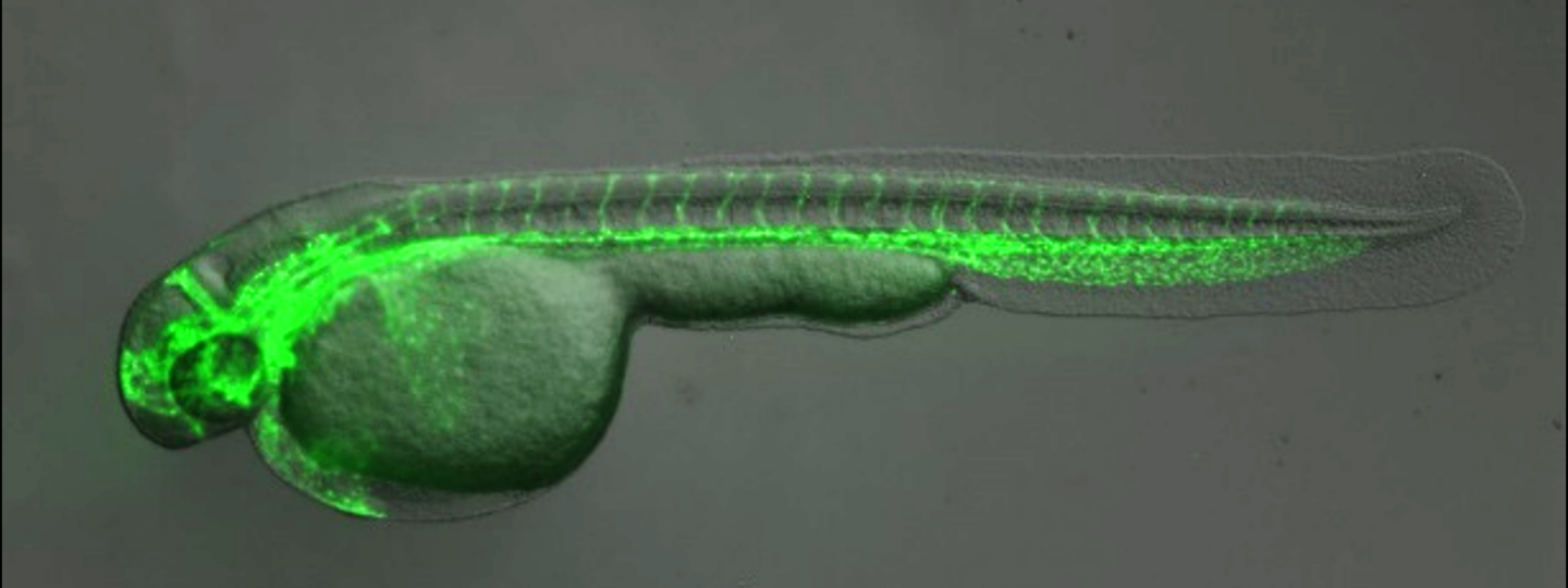 microscopy picture from zebrs fish embryo