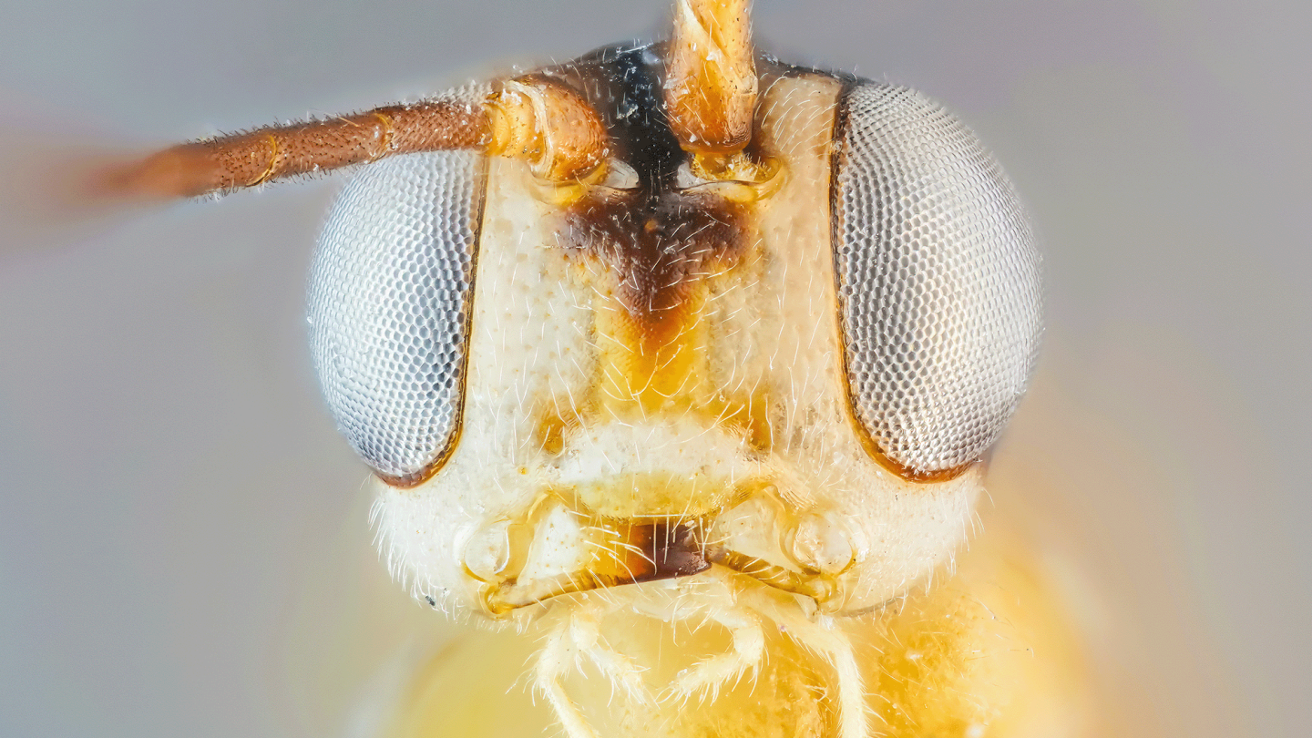 lähikuvassa pistiäisen kasvot edestäpäin kuvattuna